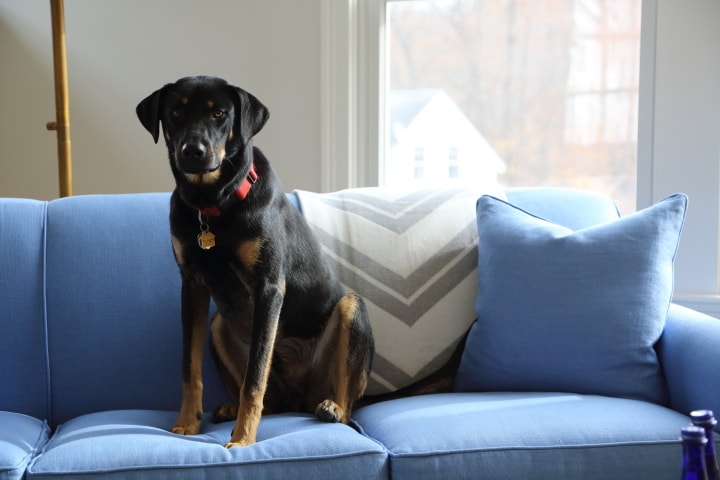 dog sitting on blue couch